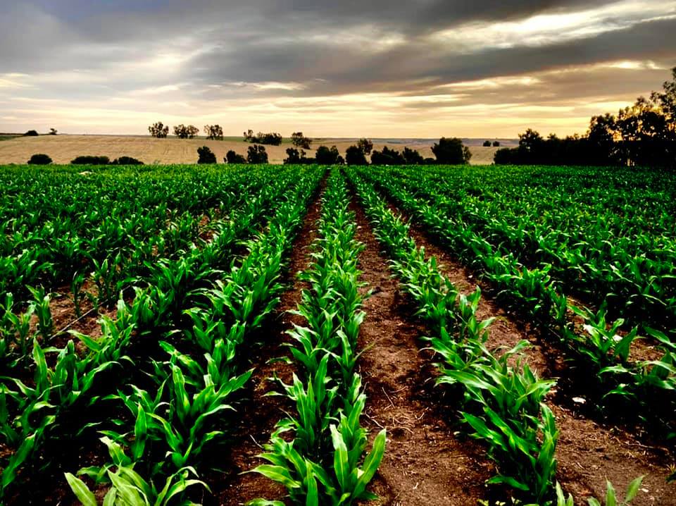 Champs de mais au coucher du soleil