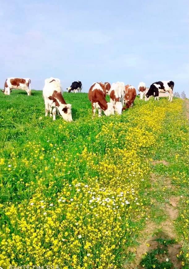 Vaches laitieres au paturage